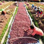 Indonesia Ekspor Ribuan Ton Bawang Merah