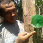 Petani Jeruk di Ponorogo Antisipasi Serangan Hama Lalat Buah