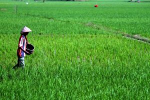 Hari Tani Nasional, Daniel Rohi : Ini Momentum Tingkatkan Kesejahteraan Petani