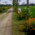 Petani Ponorogo Tanam Bunga ini untuk Cegah Hama dan Tingkatkan Hasil Panen Padi