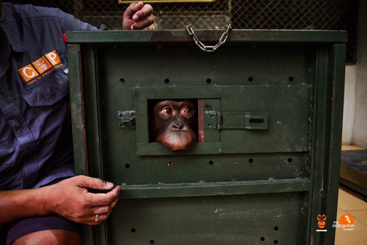 Pemulangan 2 Orangutan dari Thailand Hasil Penyelundupan