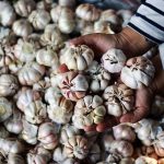 Agatha : Saatnya Jatim Dorong Para Petani Giat Menanam Bawang Putih