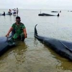 Tanggapan Pakar Biologi ITS Terkait Paus Terdampar di Bangkalan
