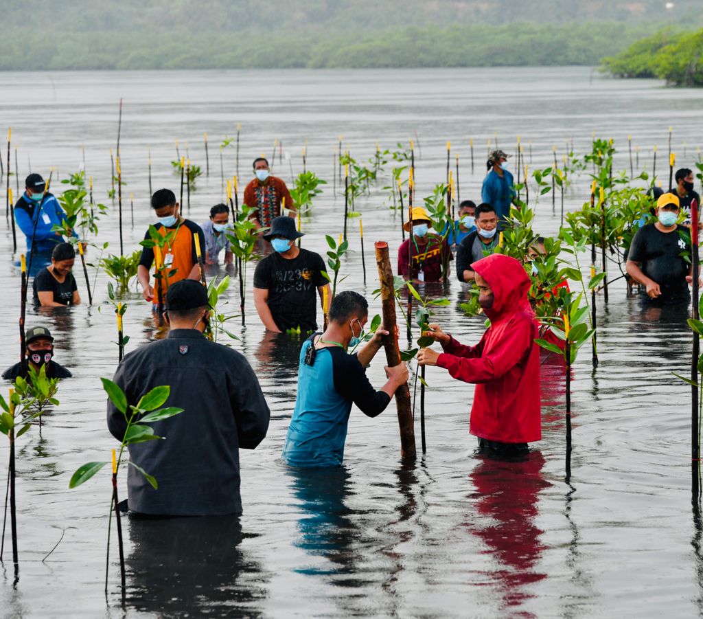 Presiden Tekankan Pentingnya Merawat dan Memelihara Hutan Mangrove