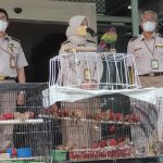 BBKP Surabaya Gagalkan Penyelundupan Ratusan Burung Asal Indonesia Timur