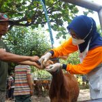 Cegah Masuknya PMK di Kabupaten Kediri, Bupati Sebar Petugas Pantau Lalu Lintas Ternak