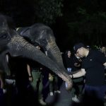 Trial Opening Surabaya Night Zoo, Eri Cahyadi: Amazing!