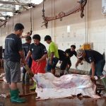 Pemkot Surabaya Imbau Warga Tak Buang Limbah Rumen Hewan Kurban di Sungai