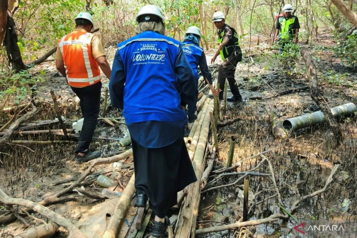 TPS Rehabilitasi 22,7 Hektare Mangrove Pesisir Tanjung Perak Surabaya TPS Rehabilitasi 22,7 Hektare Mangrove Pesisir Tanjung Perak Surabaya