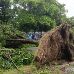 Puting Beliung, 3 Penerbangan Dialihkan hingga Pohon Timpa Mobil Parkir di Juanda