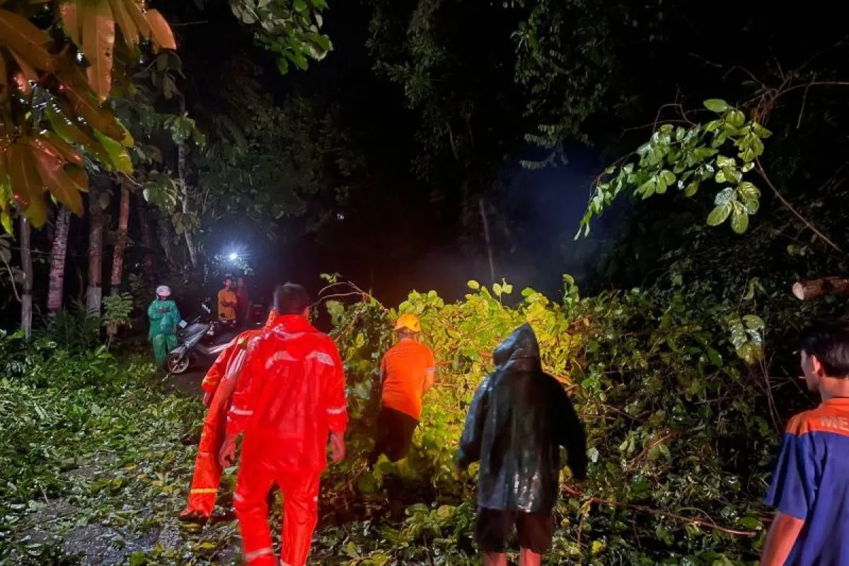 Puluhan Pohon Tumbang di Jalur Ponorogo-Pacictan Akibat Cuaca Ekstrem