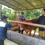 Lagi, 59 Ekor Ternak Terpapar PMK di Tulungagung