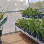 Dinas Lingkungan Magetan Ungkap Tanaman yang Bisa Menyerap Bau Tak Sedap