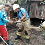 Sebulan 14 Ular Ditemukan di Surabaya, Terbanyak Kawasan Timur