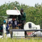 Panen Raya, BULOG Jatim Serap 500 Ribu Ton Beras