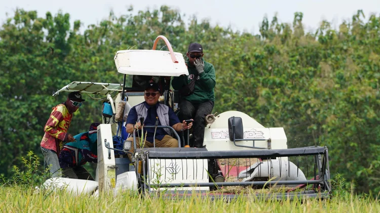 Panen Raya, BULOG Jatim Serap 500 Ribu Ton Beras