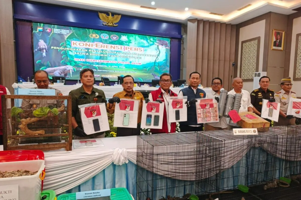 Polda Jatim Gagalkan Penyelundupan Komodo, Sanca Hijau hingga Elang Paria