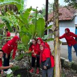PAC PDI Perjuangan Sukodono Menanam Pohon Sukun Menghidupkan Filosofi Bung Karno