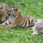 3 Ekor Anak Harimau Benggala Lahir di Taman Safari Prigen Pasuruan