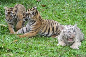 3 Ekor Anak Harimau Benggala Lahir di Taman Safari Prigen Pasuruan