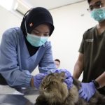 HJKS ke-733, Sterilisasi Kucing Gratis di Surabaya Ini Cara Daftarnya