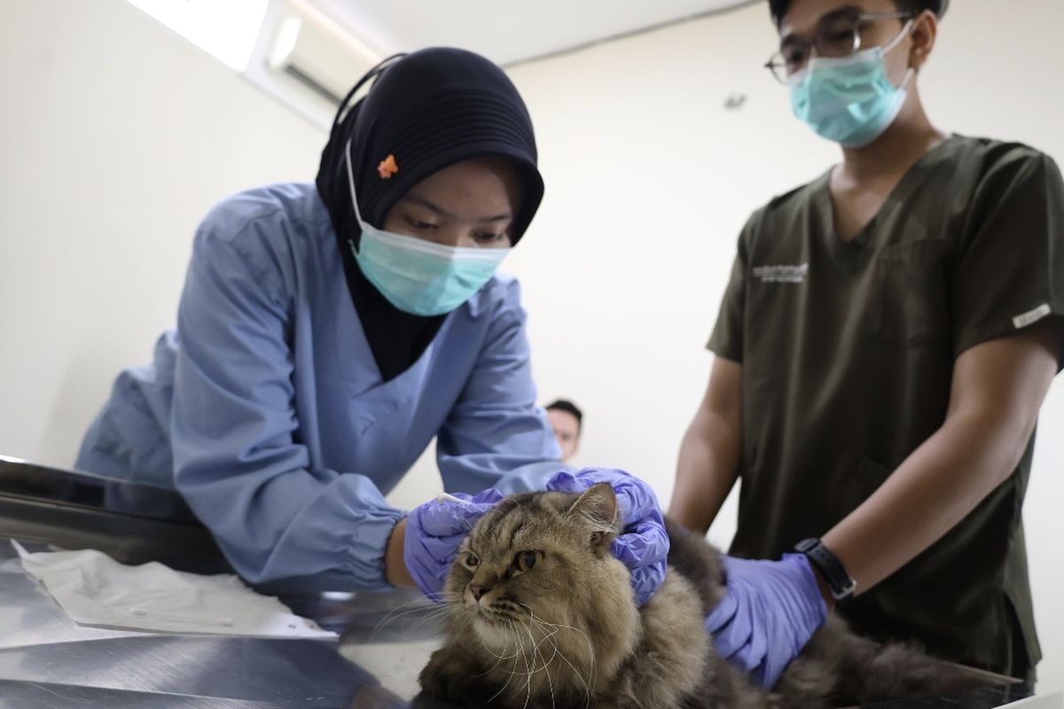 HJKS ke-733, Sterilisasi Kucing Gratis di Surabaya Ini Cara Daftarnya