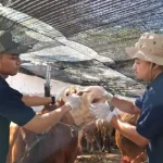 RPH Surabaya Batasi Potong Kurban 70 Sapi per Hari