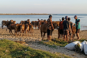 Penuhi Pesanan Luar Pulau, Ribuan Sapi dari Bangkalan Berenang di Laut