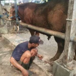 Raup Cuan dari  Jasa Salon Sapi  Jelang Idul Adha 1447 H