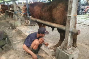 Raup Cuan dari Jasa Salon Sapi Jelang Idul Adha 1447 H Raup Cuan dari Jasa Salon Sapi Jelang Idul Adha 1447 H