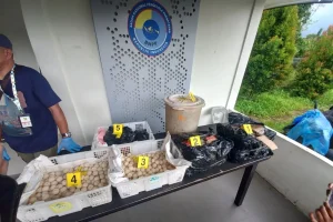 Satgas Gagalkan Penyelundupan 2.253 Butir Telur Penyu ke Malaysia