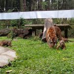 Langka! 4 Anak Harimau Sumatera Lahir di Taman Safari Prigen