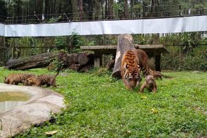 Langka! 4 Anak Harimau Sumatera Lahir di Taman Safari Prigen