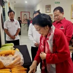Megawati Apresiasi Jagung Produktivitas Tinggi Hasil GNTI