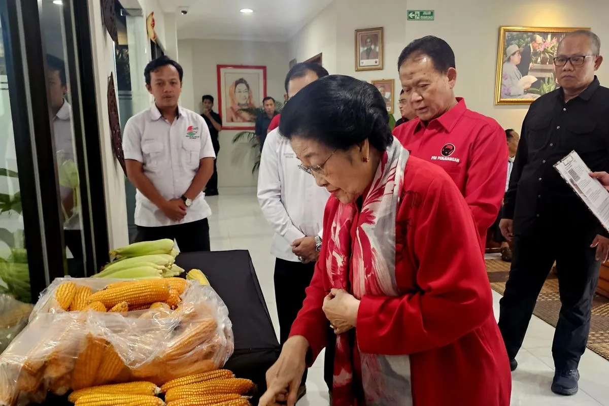 Megawati Apresiasi Jagung Produktivitas Tinggi Hasil GNTI