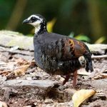 Peneliti Usul Puyuh Gonggong jadi Fauna Khas Pandalungan