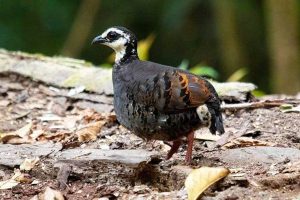 Peneliti Usul Puyuh Gonggong jadi Fauna Khas Pandalungan Peneliti Usul Puyuh Gonggong jadi Fauna Khas Pandalungan