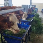 Rumah Potong Hewan Pegirian Pindah ke Tambak Osowilangun
