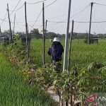 Basmi Tikus dan Wereng Petani Magetan Pakai Cara Alami Ini