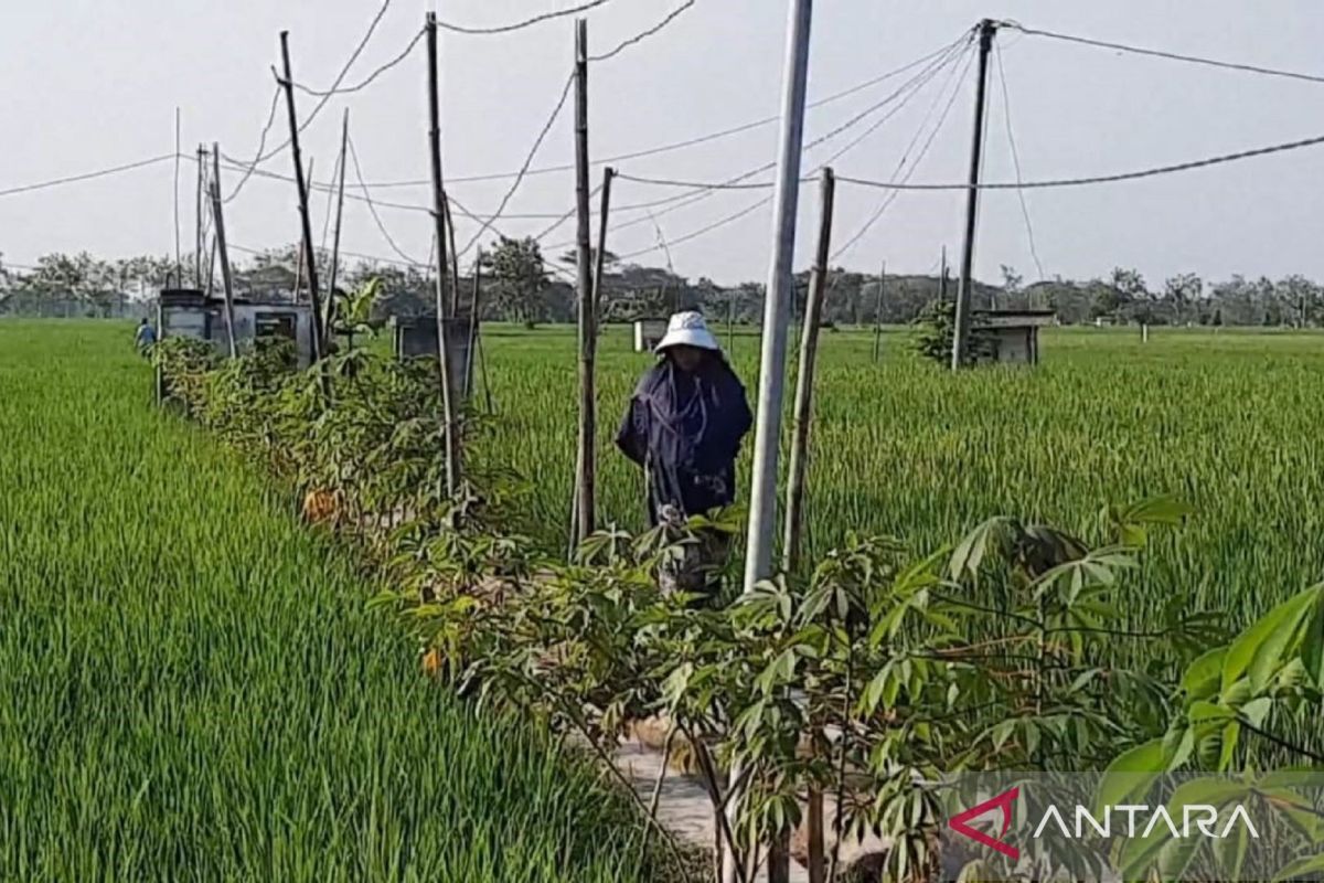Basmi Tikus dan Wereng Petani Magetan Pakai Cara Alami Ini Basmi Tikus dan Wereng Petani Magetan Pakai Cara Alami Ini