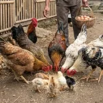 Ony Setiawan Beber Keunggulan Ayam KUB Dibanding Ayam Ras