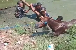 Damkar Gresik Butuh 2 Jam Evakuasi Kuda Tercebur Tambak