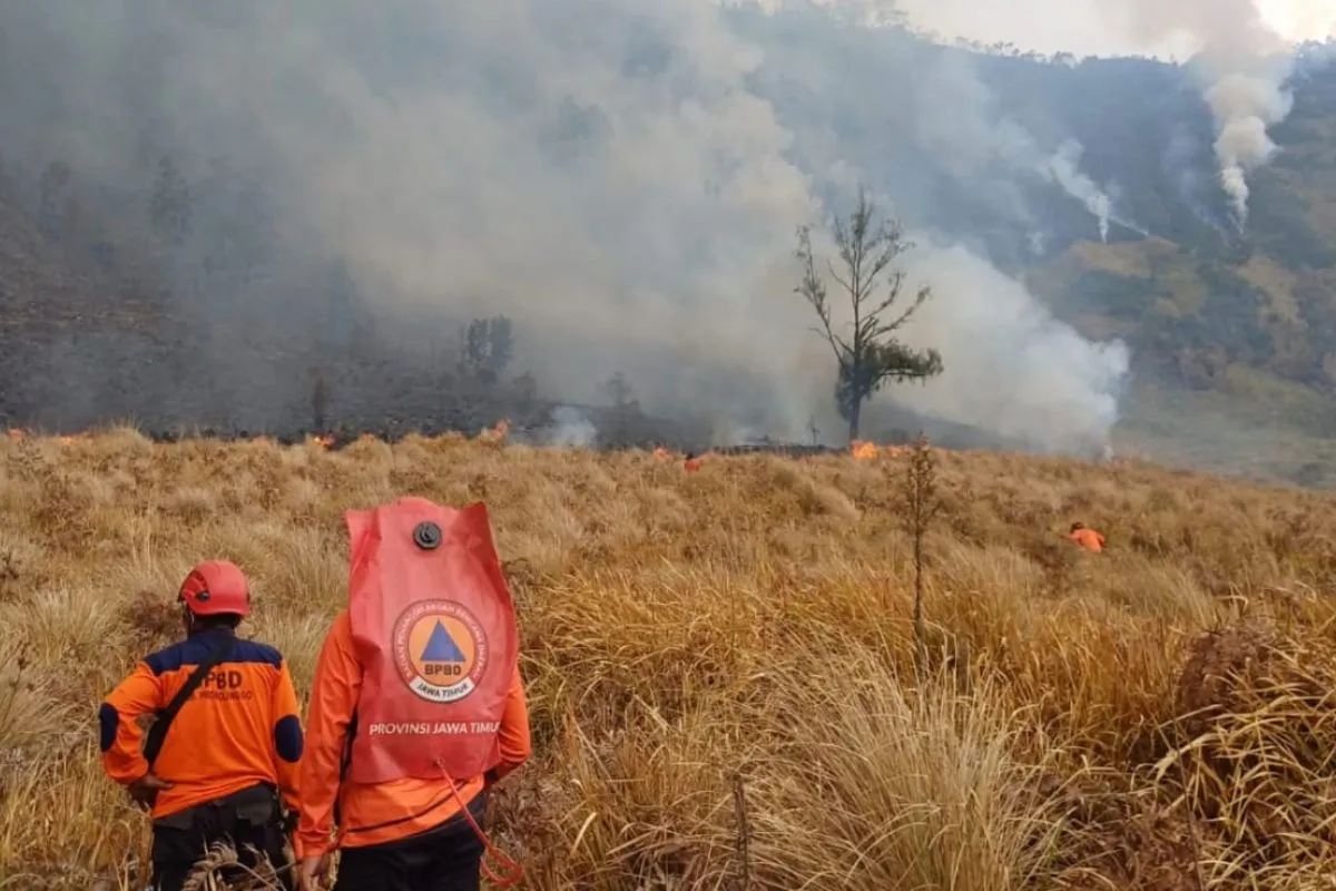 Lahan Terbakar Gunung Bromo Capai 7,9 Hektare Meluas ke Probolinggo Lahan Terbakar Gunung Bromo Capai 7,9 Hektare Meluas ke Probolinggo