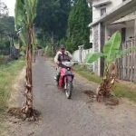 Warga Pacet Mojokerto Kesal Jalan Rusak Ditanami Puluhan Pohon Pisang