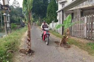 Warga Pacet Mojokerto Kesal Jalan Rusak Ditanami Puluhan Pohon Pisang