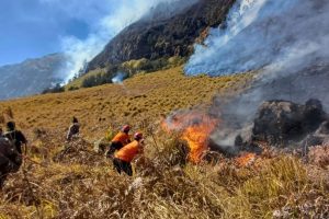TNBTS Duga Kebakaran Bromo akibat Ulah Manusia