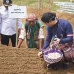 Trenggalek Tanam Bawang Putih demi Tekan Impor Pangan