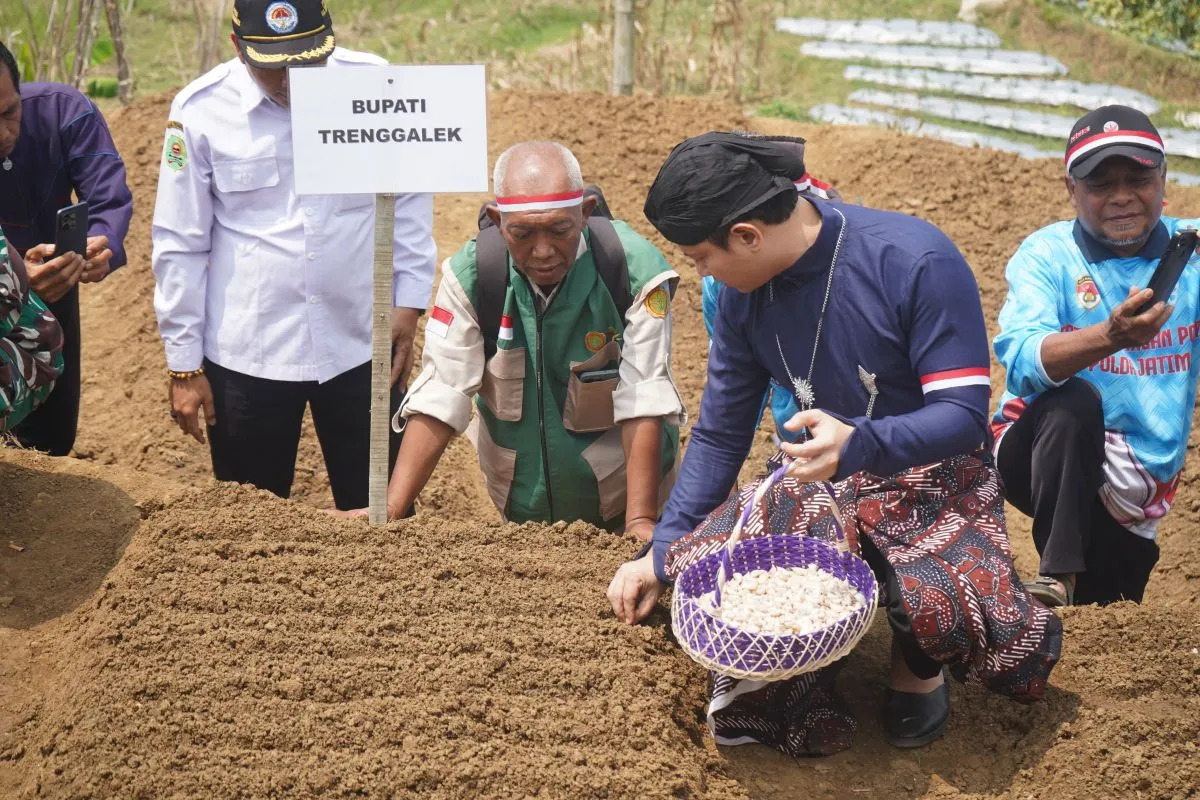 Trenggalek Tanam Bawang Putih demi Tekan Impor Pangan Trenggalek Tanam Bawang Putih demi Tekan Impor Pangan