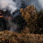 Hutan Gunung Arjuno-Welirang Terbakar Pendakian Ditutup