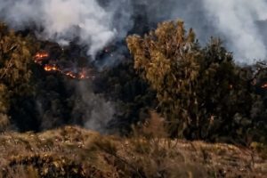 Hutan Gunung Arjuno-Welirang Terbakar Pendakian Ditutup